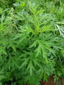 微信圖片_20250521160850 微信圖片_20250521160850