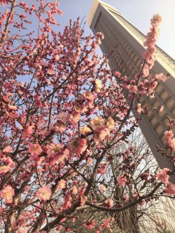 春信至 梅花香圖2 春信至 梅花香圖2